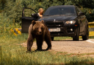 The Rise of Urban Bears: What to Do When a Bear Visits Your Neighborhood