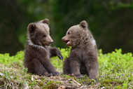 Bearing Responsibility: Living in Harmony with Bears and the Role of BearSaver's Animal-Proof Containers