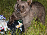 Understanding Bear Behavior: Why Proper Trash Management is Essential