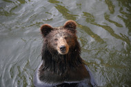 Bears Find Creative Ways to Beat the Heat