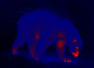 7 Surprising Facts About Bears We Bet You Didn’t Know