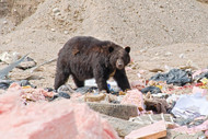Top 5 Tips for Keeping Wildlife Away from Your Trash Bins