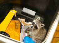 Tips for Keeping Animals Out of Your Trash: A Guide to Responsible Waste Management