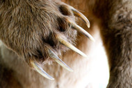 Bears, Protectors, and the Call to Action: Join the Efforts Today!