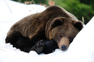 Is Your Home a Cozy Winter Retreat for Bears?
