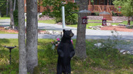 10 Tips to Bear-Proof Your Home