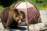 How You Can Help Bears in November