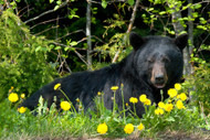 BearSaver Helps You Live Responsibly in Bear Country