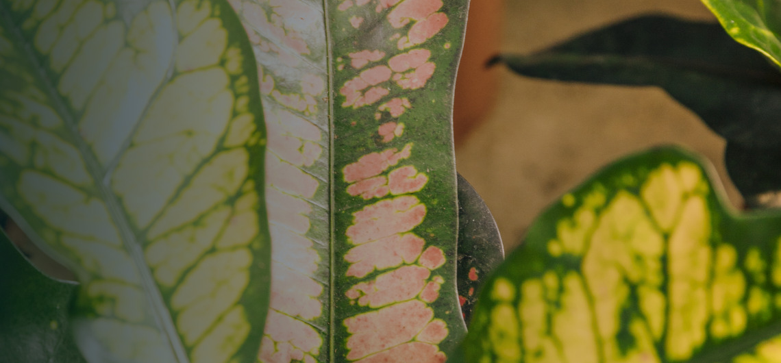 Fire Retardant Foliage