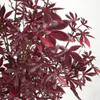 A-144180 
Close up of Burgundy Color