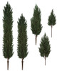 3' to 12' Tall Outdoor Cypress Shrubs