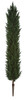 10' Cypress Shrub