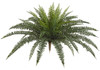 30 Inch Boston Fern 
Decorative Pot Sold Separately