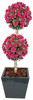 5' Azalea Double Ball Topiary on Natural Wood Trunk. Custom-Made. Beauty Color Pictured. Other Colors Available.