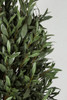 Close Up  of Olive Leaves