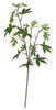A-144165 - Green
20" Maple Branch