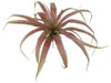 A-160585
5.5" Tillandsia Bush 
Burgundy