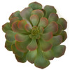 8 Inch Plastic Succulent
Green/Red