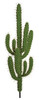 4 Foot Inch Finger Cactus Plant