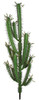 46 Inch Finger Cactus Plant