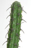 Close up of Finger Cactus
