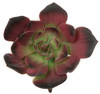 6 Inch Fire Retardant Echeveria Pick 
Burgundy/Green