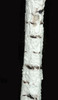 Birch Trunk Closeup