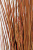 Close up of Red/Brown Grass
