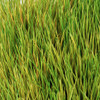 A-5036 Close Up of Green/Yellow/Tan Grass