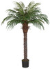 P-150560  6' Date Palm Tree with Weighted Base