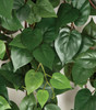 P-153530
48" Mini Philodendron Cluster Closeup