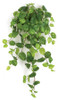 P-120895
48" Hanging Pothos Bush
Soft Touch