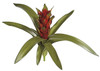 P-0655
15" Guzmania
Natural Touch
Green/Red
