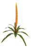 P-86122 - Orange
29" Sword Plant