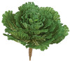 PF-1130
14" Flowering Kale
16 Inch Width
Green/White