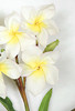 Close Up of White/Yellow Plumeria