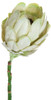 29" Cream Protea Closeup