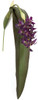 P-110730
36" Big Leaf Purple Orchid