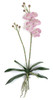 P-110726 - Rose Pink 
18" Phalaenopsis Orchid