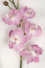 Close up of Rose Pink Orchid Color