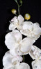 Pearl White Orchid with Glitter and Jewels