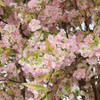 Close up of Pink Cherry Blossom Flowers