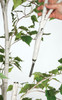 P-150740  -Assembly of Stem
9' White Birch Tree