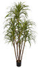 6.5' Dracaena Marginata Tree with Natural-looking synthetic trunks