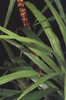Close up of Dracaena Leaves and Trunk