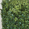 Close up of Boxwood Leaf
Limited UV Protection