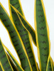 Sansevieria Leaf Close-up