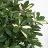 Close up of Green/Yellow Schefflera Leaves