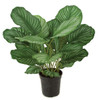 P-141410
28" Calathea Plant
in weighted base