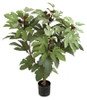 P-130950
3' Fig Tree